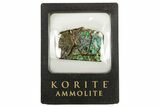 Iridescent Ammolite (Fossil Ammonite Shell) With Case #258226-1